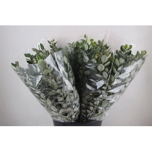 Pittosp Ralphi Leaves 200gr P Bunch