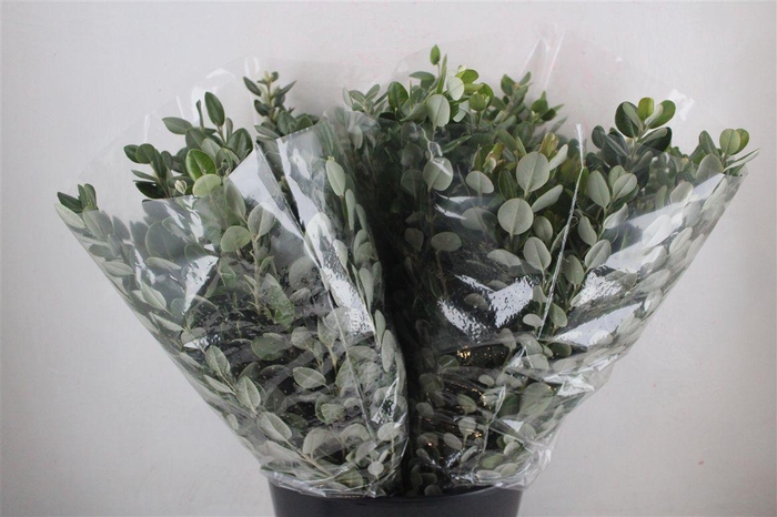 <h4>Pittosp Ralphi Leaves 200gr P Bunch</h4>