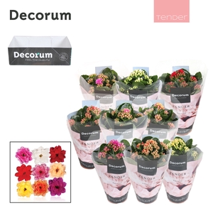 Kalanchoe Decorum TENDER - Serenity mix