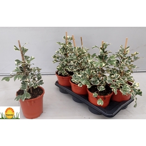 FIC NATAL SWEETHEART