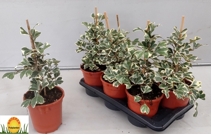 <h4>FIC NATAL SWEETHEART</h4>