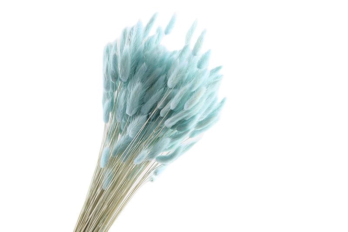 Lagurus Blue Light
