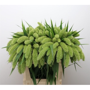 Setaria Italica Volle Melk