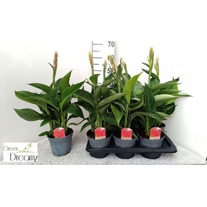 .Canna kreta