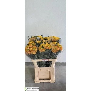 CHR G PRIS ORANGE