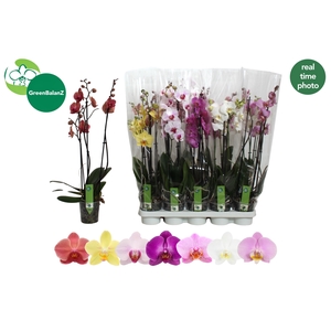 PHAL GEM 7 KL