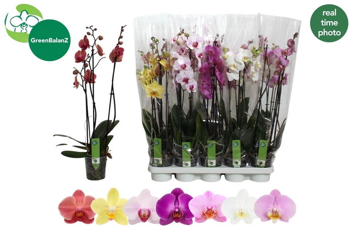 <h4>PHAL GEM 7 KL</h4>