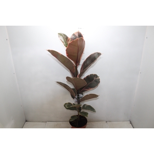 FICUS ELASTICA RUBY P17