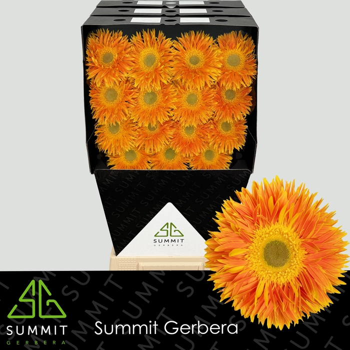 <h4>Gerbera Spider Maui Diamond</h4>