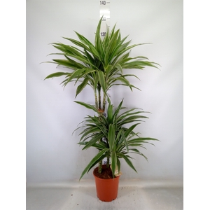 Dracaena fr de 'Warneckei'