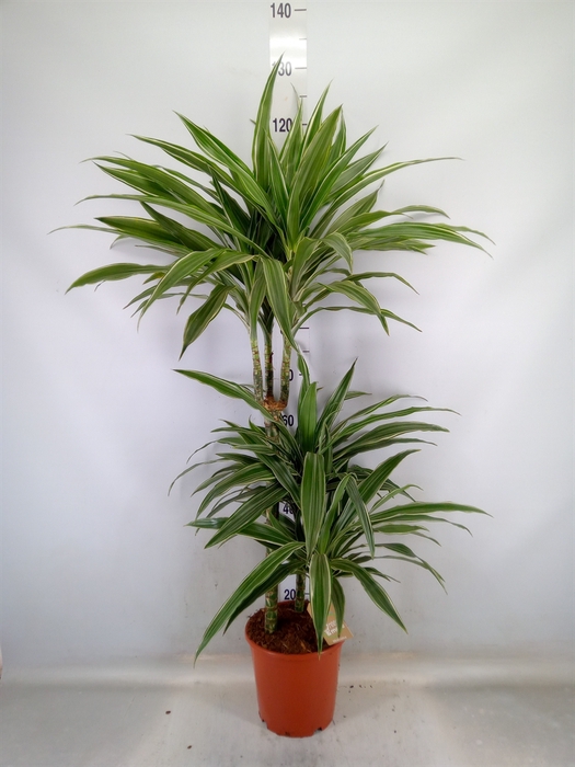 <h4>Dracaena fr de 'Warneckei'</h4>
