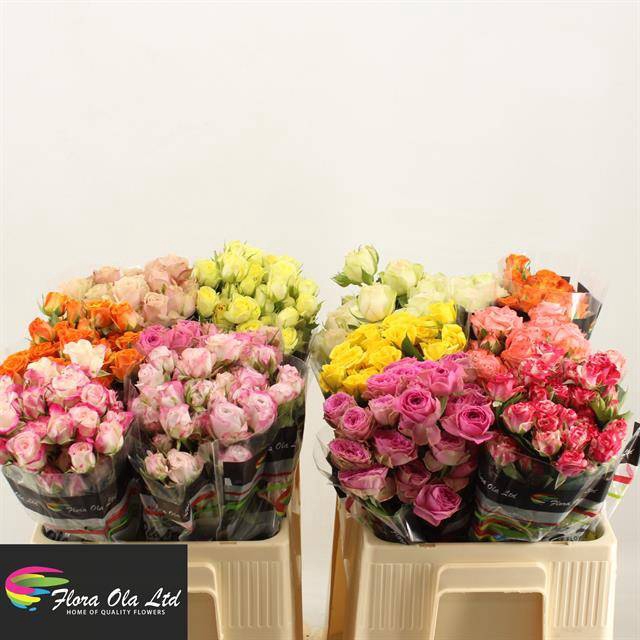 <h4>R Tr Mix X50 Flora Ola</h4>