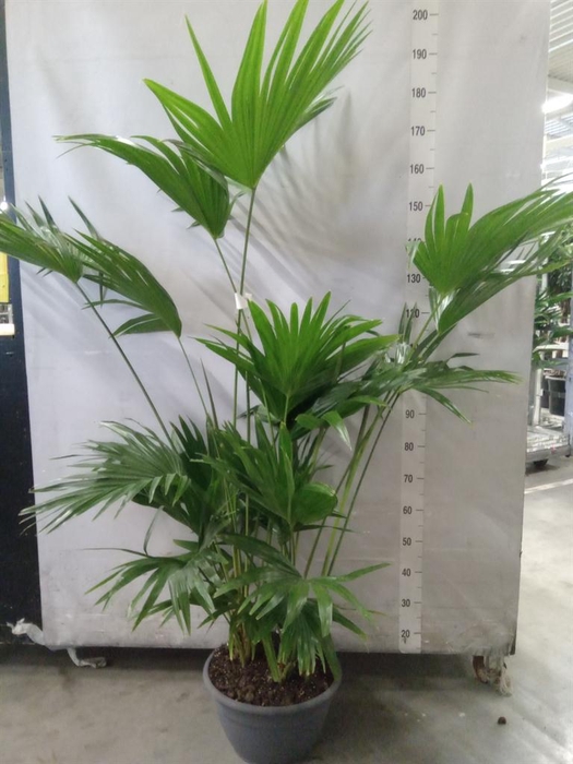 <h4>Palms   ...</h4>