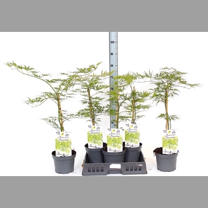 ACER PALM DISSECTUM