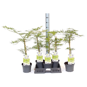 ACER PALM DISSECTUM
