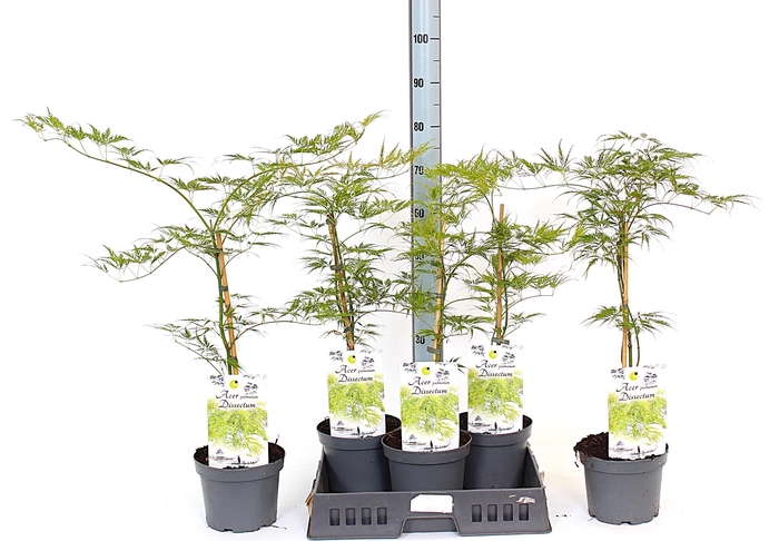 <h4>ACER PALM DISSECTUM</h4>