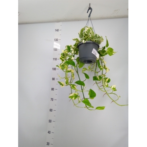 Epipremnum pinn. 'NJoy'