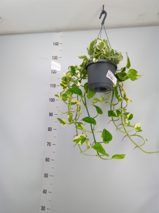 <h4>Epipremnum pinn. 'NJoy'</h4>