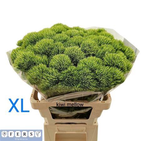 <h4>Di Barb Kiwi Mellow 70cm X20</h4>