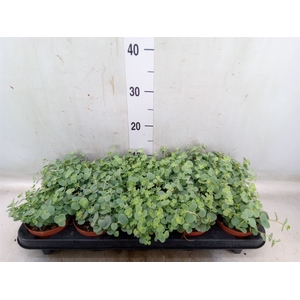Sedum sieboldii