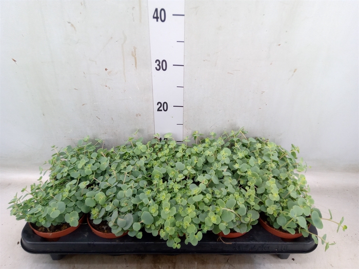 <h4>Sedum sieboldii</h4>