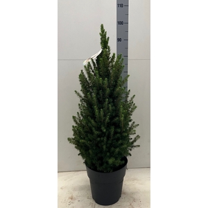 PICEA GL CONICA