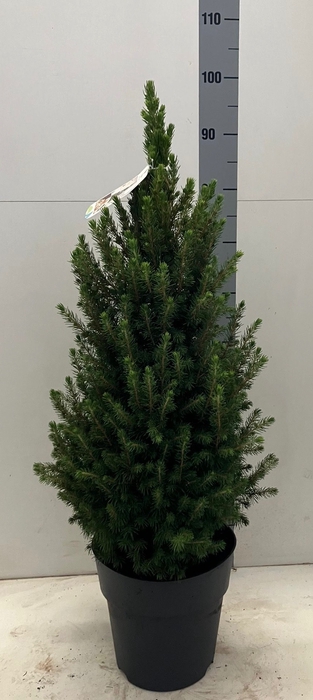 PICEA GL CONICA