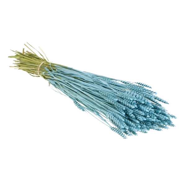 <h4>Droogbloemen - Tarwe Blue Misty</h4>