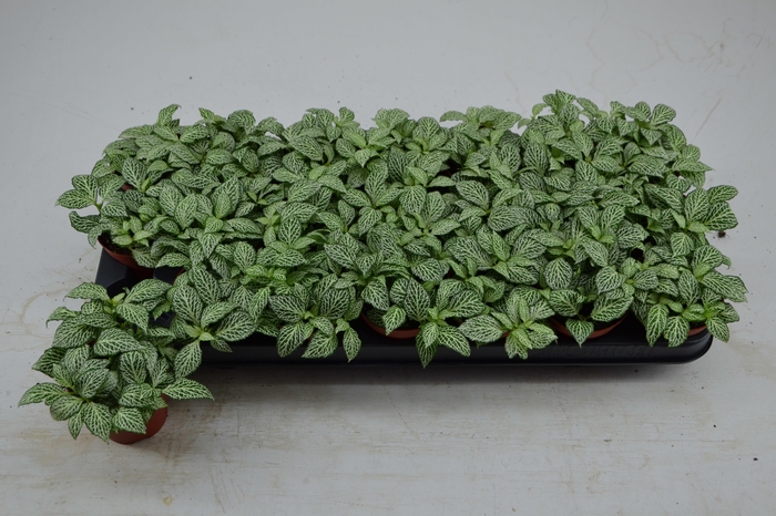 <h4>FITT MO WHISPER</h4>