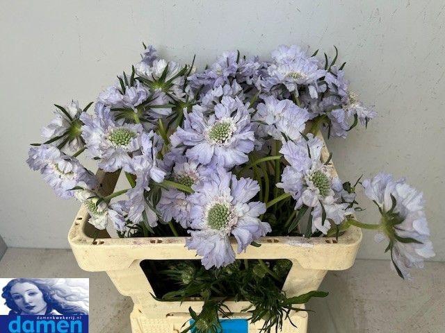 <h4>SCAB C JISCA</h4>