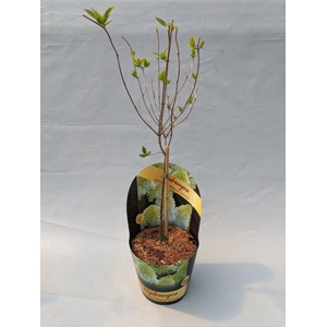 Hydrangea Paniculata op stam 'Magical Summer' 17cm in potcover 'Classic- line'