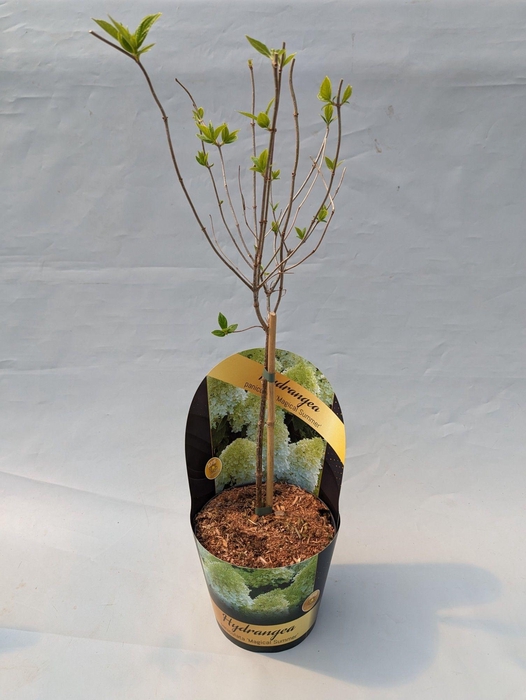 <h4>Hydrangea Paniculata op stam 'Magical Summer' 17cm in potcover 'Classic- line'</h4>