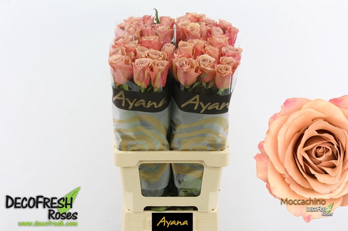 <h4>R Gr Moccachino</h4>