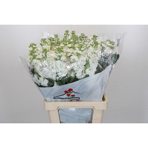 MATTH IRON WHITE