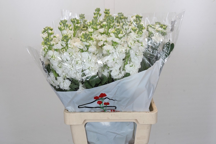 <h4>MATTH IRON WHITE</h4>
