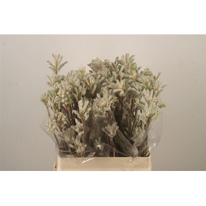 Anigoz Bush Diamond Grey