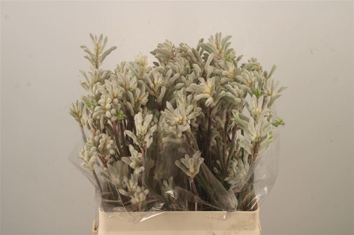 <h4>Anigoz Bush Diamond Grey</h4>