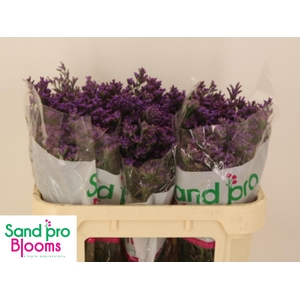 LIM SHOOTING STAR