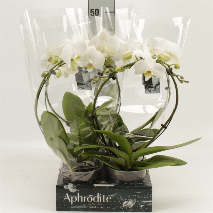 <h4>Phalaenopsis   ...</h4>