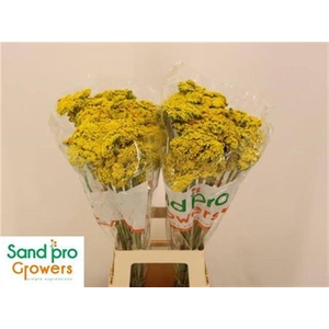 Achil F Parker Variety