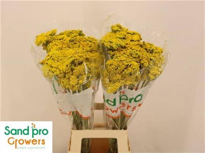 <h4>Achil F Parker Variety</h4>