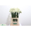 Allium Mount Everest