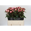 Paeonia Nick Shaylor