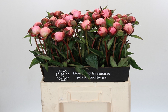 Paeonia Nick Shaylor