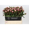 Paeonia Sarah Bernhardt Ongeplozen