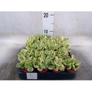 Cotyledon tome. ladys.