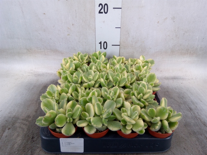 <h4>Cotyledon tome. ladys.</h4>