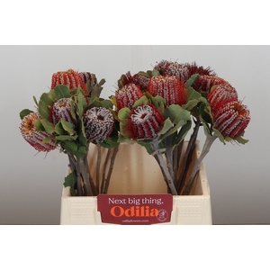 Banksia Coccinea
