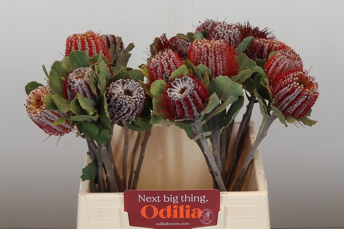 <h4>Banksia Coccinea</h4>