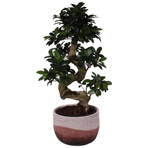 Ficus. Ginseng S-Shape Ø22cm in Ø24cm Ceramic NT466